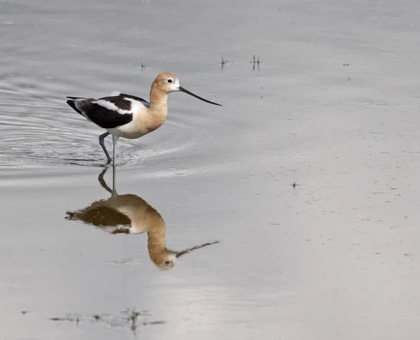 American Avocet Reflexión —  Fotos de Stock