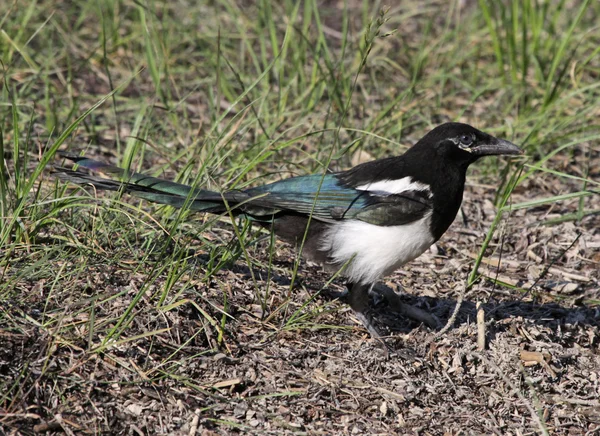 Magpie Retrato Natureza — Fotografia de Stock