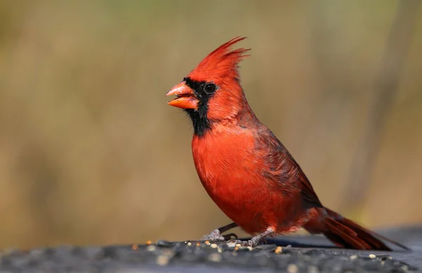 Чоловічий Північного кардинал — стокове фото