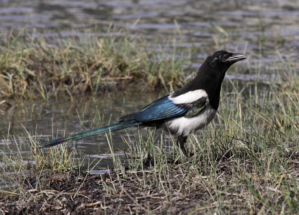 Saksağan Bow Nehri yanında — Stok fotoğraf