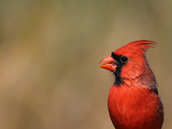 Kuzey Kardinal Head-shot — Stok fotoğraf