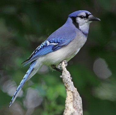 Sitting Blue Jay clipart