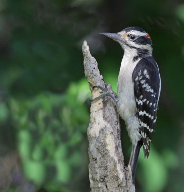Perched Hairy Woodpecker clipart