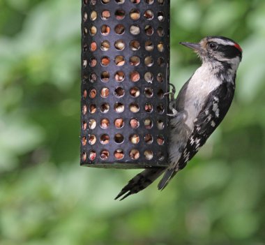 Downy Woodpecker Feeding clipart