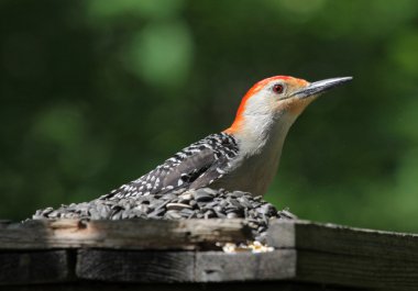 Red-bellied Woodpecker clipart