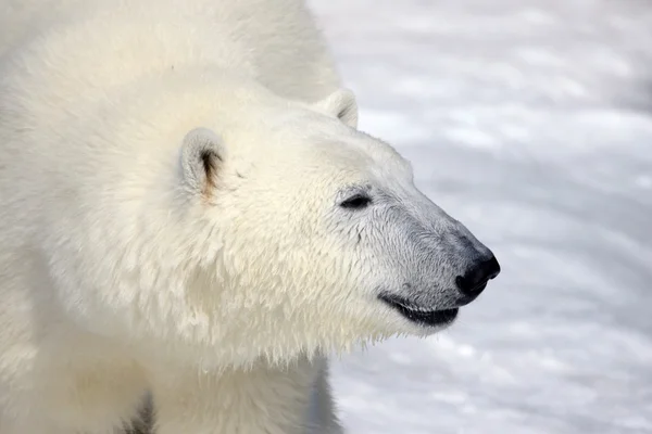 Urso polar feliz — Fotografia de Stock