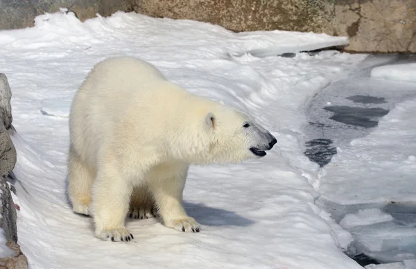 Роумінг полярний ведмідь — стокове фото