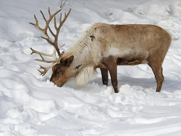 Füttern von Rentieren im Schnee — Stockfoto