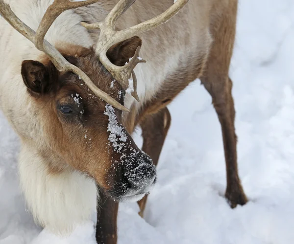 Reindeer Face — Stock Photo, Image