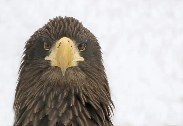 Seeadler vor der Haustür — Stockfoto