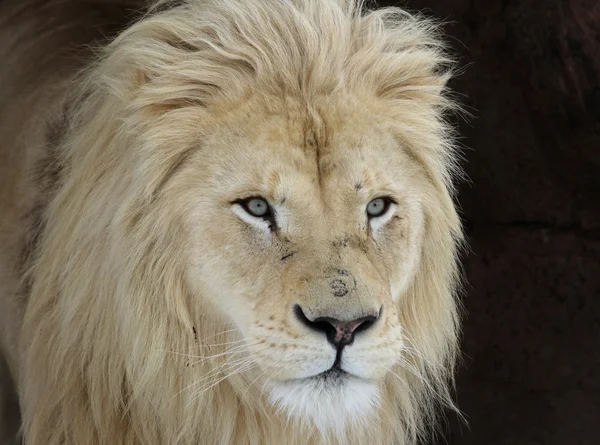 Witte Leeuw zoeken — Stockfoto