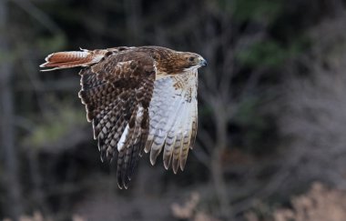 Flying Red-tailed Hawk clipart
