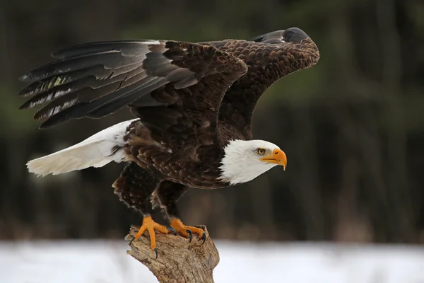 Águila calva Despegue — Foto de Stock