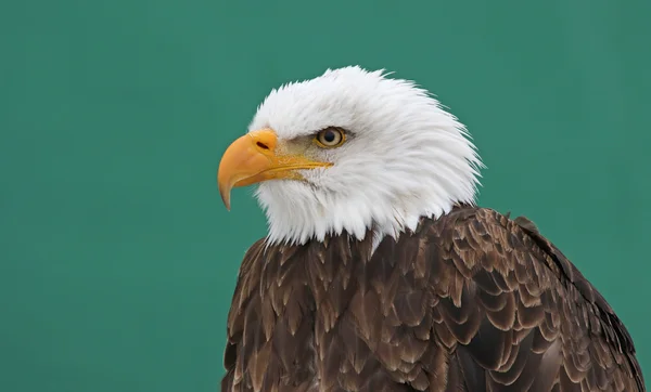 Bald Eagle på gröna — Stockfoto