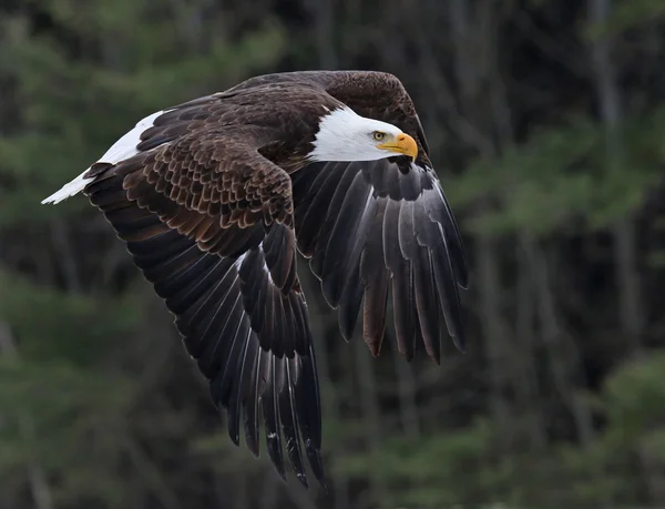 Flying Bald Eagle — Stock Photo, Image