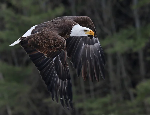 Águila calva voladora — Foto de Stock