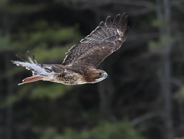 Gliding Red-tailed Hawk — Stock Photo, Image