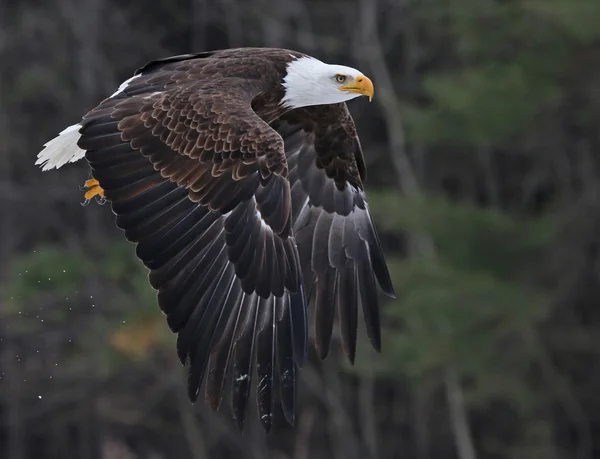 Bald Eagle levette — Stock Fotó