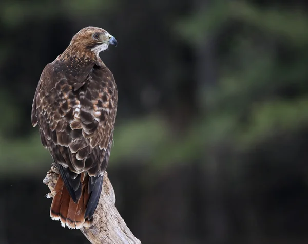 Röd - tailed hök sido- — Stockfoto