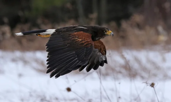 Gliding Harris 's Hawk — стоковое фото