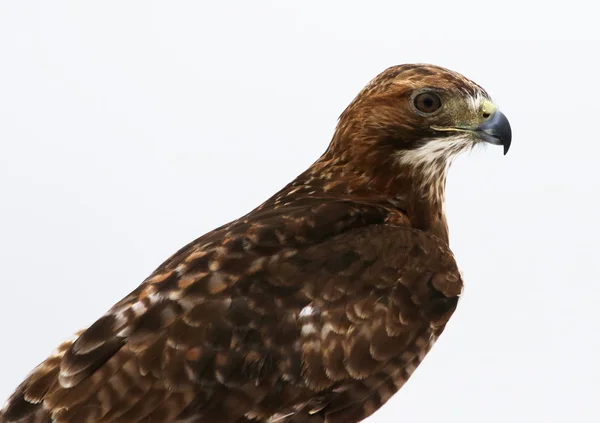 Falco dalla coda rossa su bianco — Foto Stock