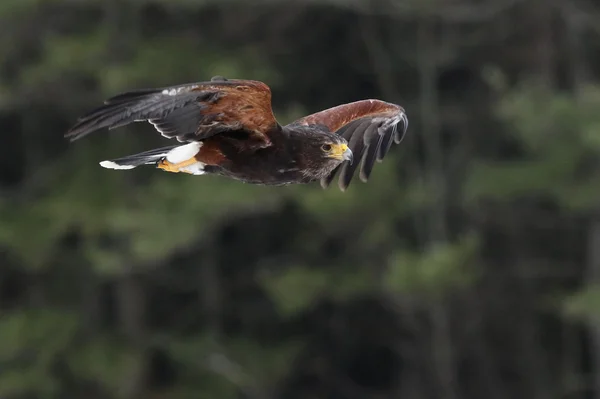 Harris Hawk under flygning — Stockfoto