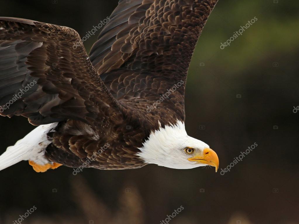 Águilas fotos de stock, imágenes de Águilas sin royalties | Depositphotos