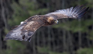 Uçan altın kartal