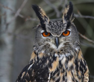 Eurasian Eagle Owl Headshot