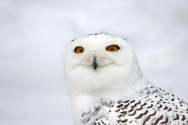 Snowy Owl Face — Stock Photo, Image