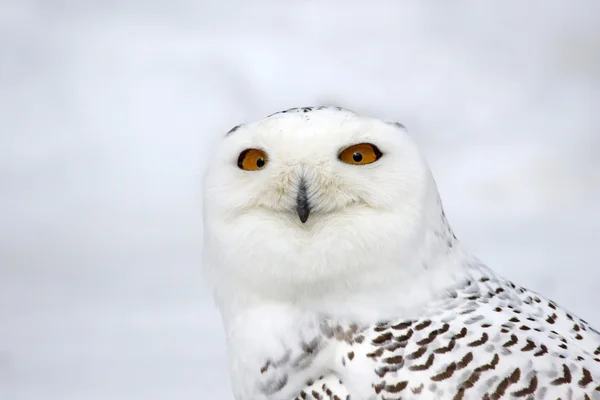 Schneeeulengesicht — Stockfoto