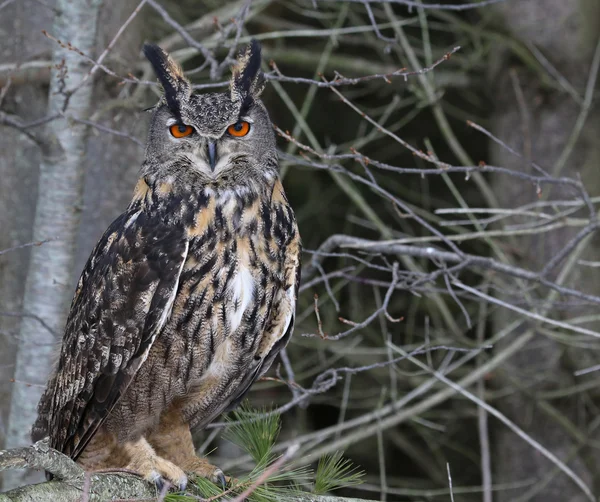 Hibou aigle eurasien dans un arbre — Photo