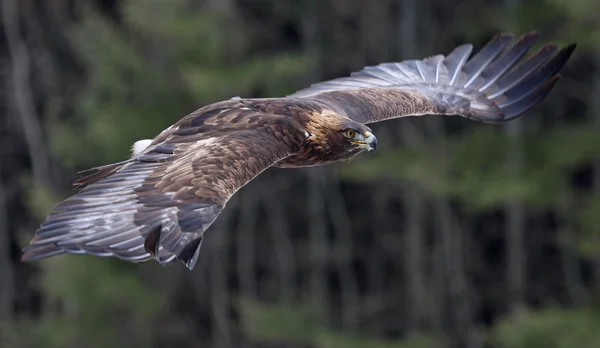 Steinadler im Flug — Stockfoto