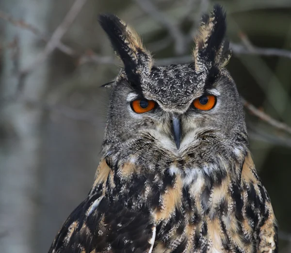 Eurasian Eagle Owl Headshot — 图库照片