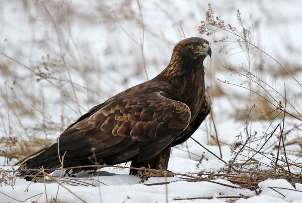 Steinadler im Schnee — Stockfoto