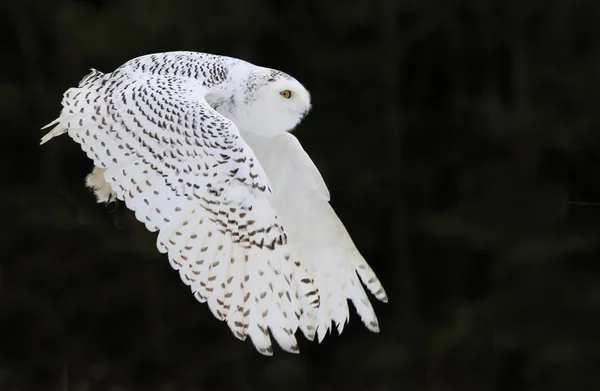 Snowy Owl in Flight — Stock Photo, Image