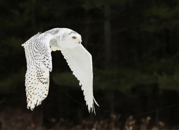 Snowy Owl Flying — Stock Photo, Image