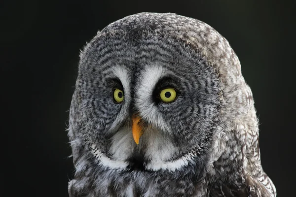 Great Grey Owl Face — Stock Photo, Image