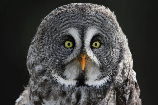 Great Grey Owl Stare — Stock Photo, Image