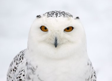 Snowy Owl Profile clipart