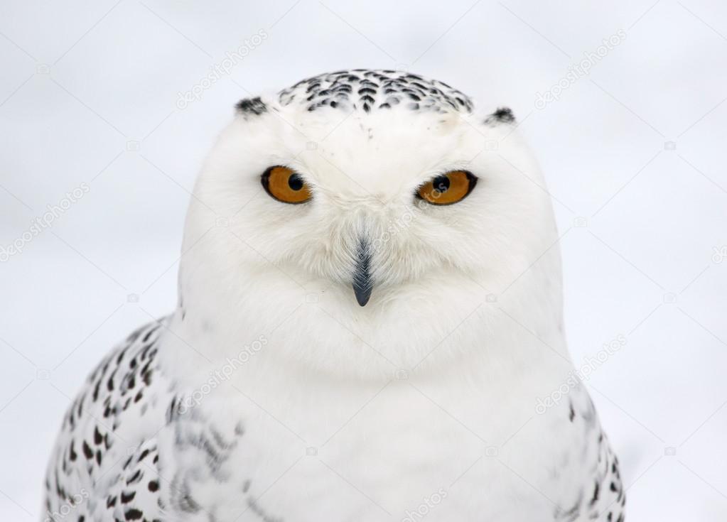 Snowy Owl Profile