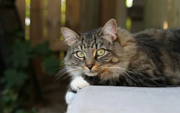 Tatlı kedi dışarı — Stok fotoğraf