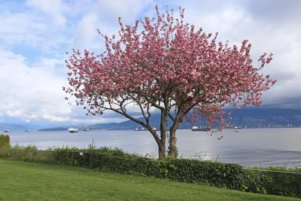 Kitsiliano Cherry Blossoms — Stock Photo, Image