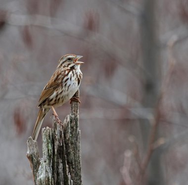 şarkı song sparrow