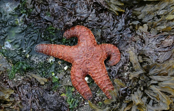 Ockra sjöstjärna natur — Stockfoto