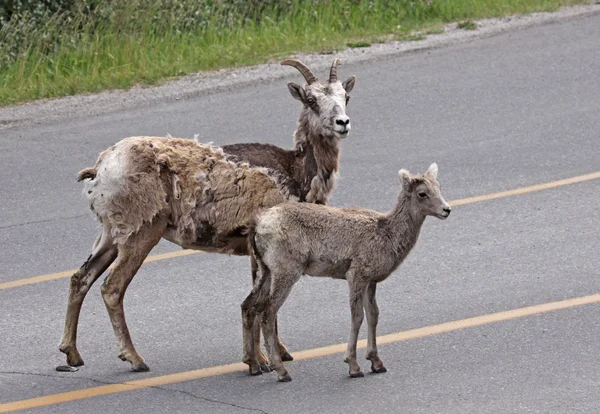 Anne ve bebek Bighorn koyun — Stok fotoğraf