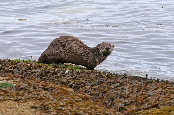 Flussotter suchen — Stockfoto