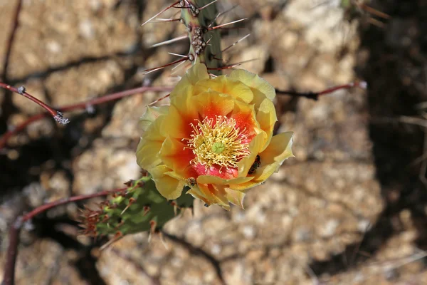 Prickly Pear bloem — Stockfoto