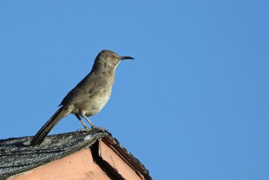 A Curve-billed Thrasher (Toxostoma curvirostre) sitting on the crest of a roof.  Shot in Tuscon, Arizona, USA. stock vector