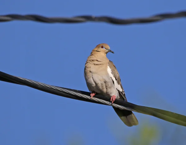 Bílá – okřídlené dove — Stock fotografie